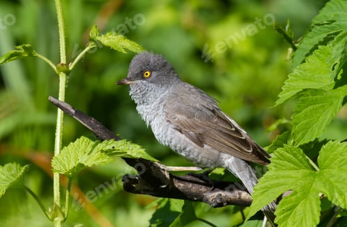 Preview: Barred Warbler, Sylvia nisoria. Bird peeking out from a dense bush and sings in the early morning
