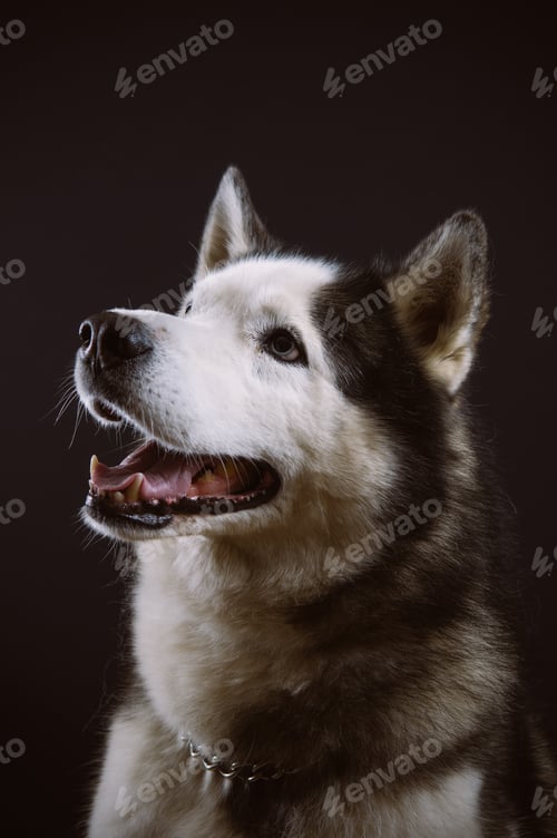 Preview: Husky portrait