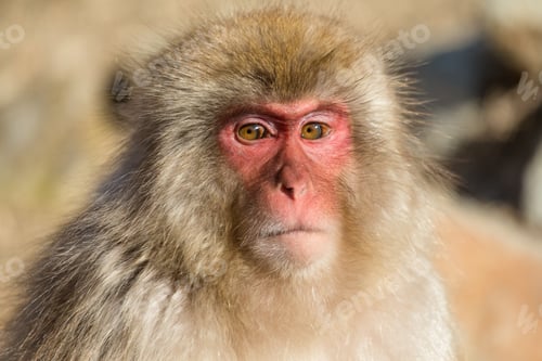 Preview: Monkey