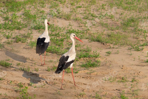 Preview: White stork, Ciconia ciconia. Two birds walking through a field