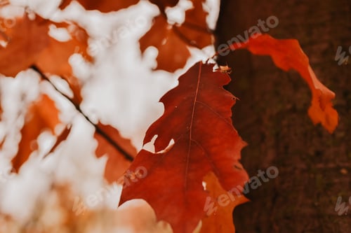 Preview: Red autumn leaves