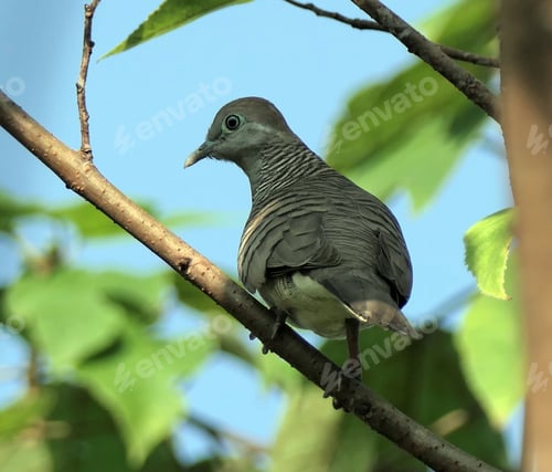 Preview: Zebra dove on a tree branch with green leaves.