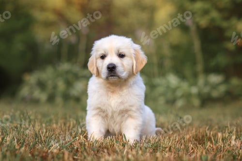 Vista previa: little cute puppy 6 weeks old dog golden retriever walks in the park on a walk in the summer at suns
