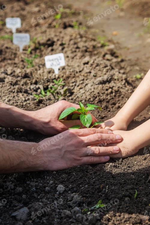 Preview: A child with his father plant a nursery garden. Selective focus.