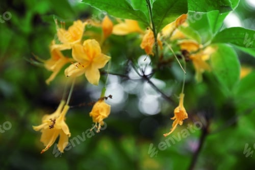 Preview: Beautiful tiny tropical flowers in botanical garden, closeup