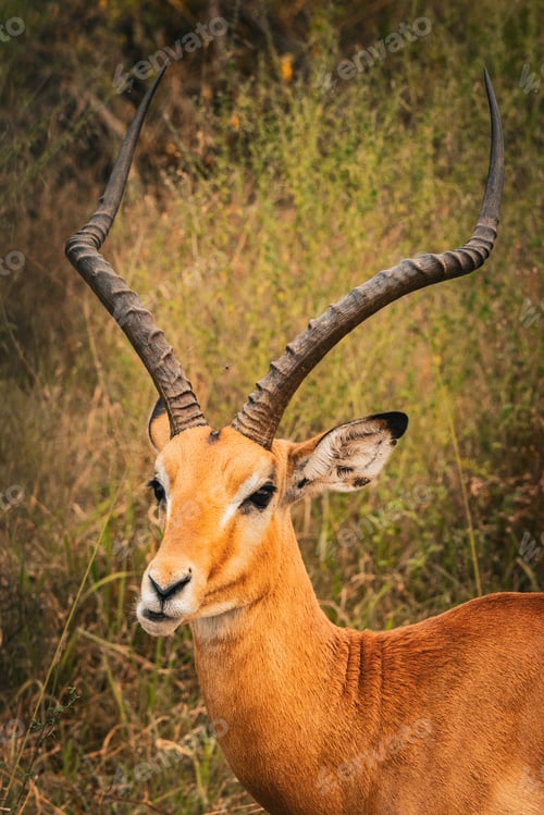 Preview: Male impala gazelle standing in grassy field at Akagera National Park, Rwanda