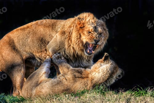 Preview: Lion and a lioness fighting