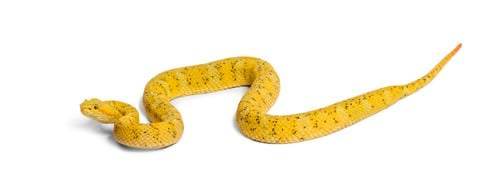 Preview: The eyelash viper, is a venomous pit viper looking at camera against white background