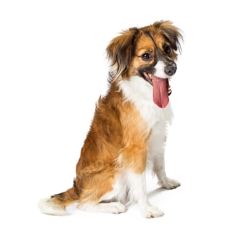 Preview: Thirsty Small Dog Tongur Hanging Out