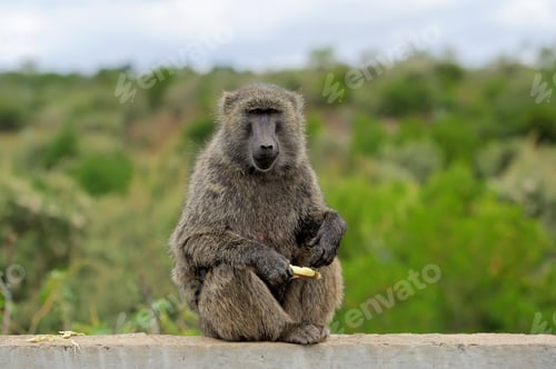 Preview: Baboon on stone in National park of Kenya