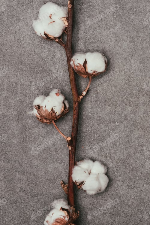 Preview: close up view of cotton flowers on twig on grey surface