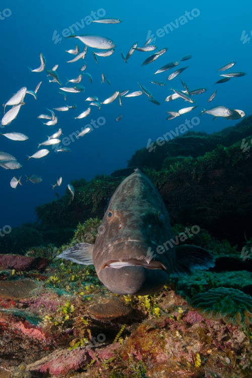 Preview: Black grouper (Microperca bonacci) surrounded by fish at Xcalak Marine Park, Quintana Roo, Mexico