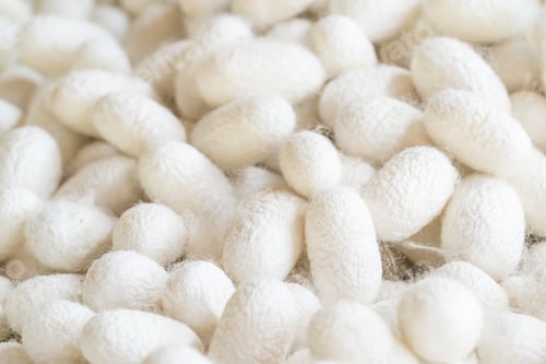 Preview: Silk cocoon that is processed to yield silk fiber