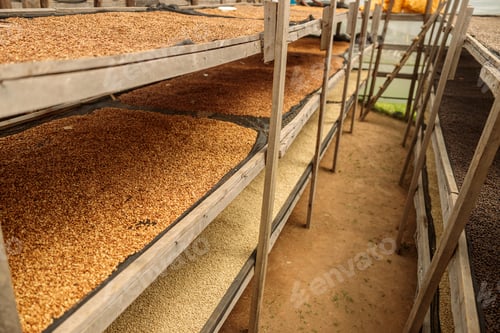 Preview: Many drying racks with coffee beans at farm in Africa