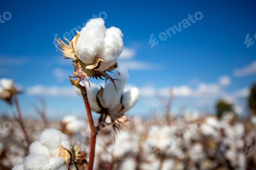 Preview: Cotton field (Turkey - Izmir). Agriculture concept photo.