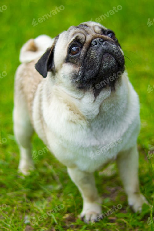 Preview: Pug, portrait. Pug dog playing outdoors. Portrait of beautiful male Pug puppy dog.