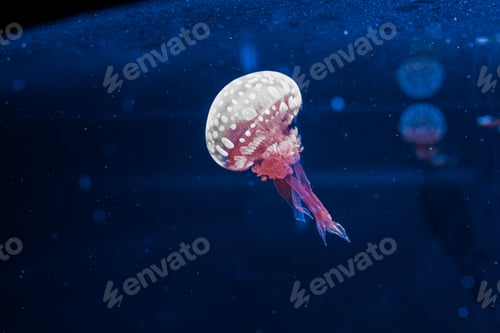 Preview: underwater photography jellyfish mastigias papua, spotted jelly, lagoon jelly, golden medusa