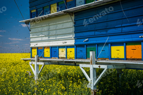 Preview: Beehives