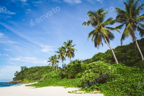 Preview: Coconut palm trees and jungle foliage on tropical secluded sandy beach against a blue sky