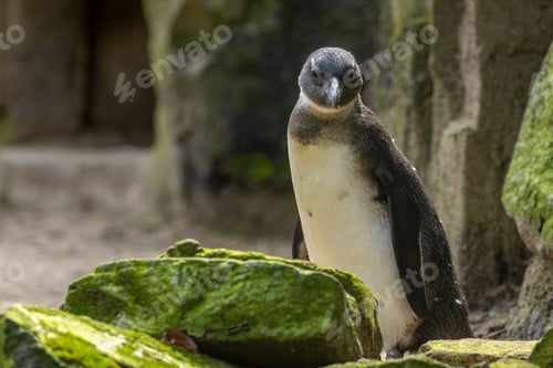 Preview: African penguin (Spheniscus demersus) at the zoo