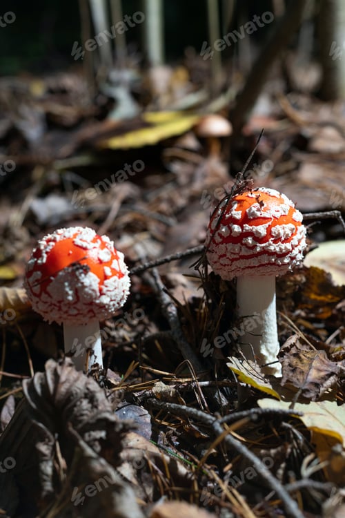 Preview: Autumn season. Amanita muscaria (fly agaric) mushroom in autumn forest, autumnal background in woods