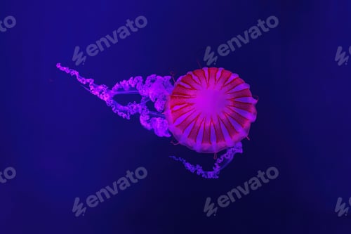 Preview: Jellifish South American Sea Nettle, Chrysaora Plocamia Swimming In Aquarium With Illumination