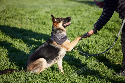 Preview: Give a round of apPAWS for a well trained dog