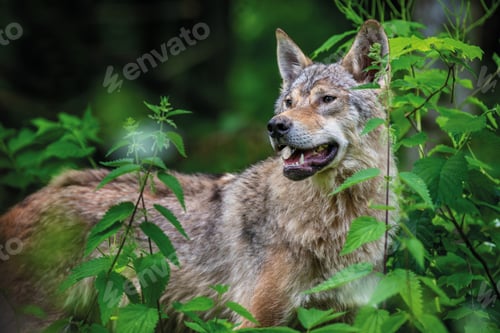 Preview: Wolf in summer forest. Wildlife scene from nature. Wild animal in the natural habitat