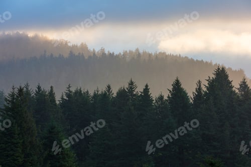 Preview: Coastasl forest at dusk, Oswalk West State Park, Oregon