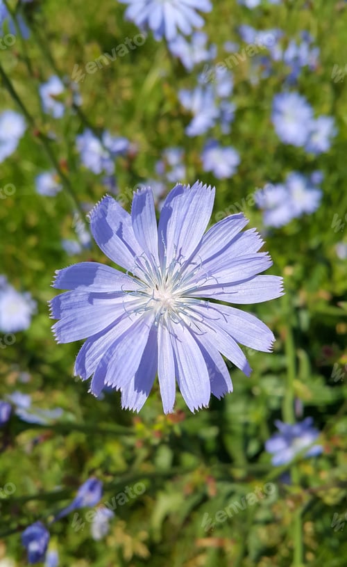 Preview: Beautiful blue chicory flower