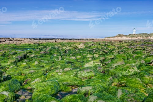 Preview: 53920,Algae covering rocks at beach, Waipapa, Catlins, New Zealand