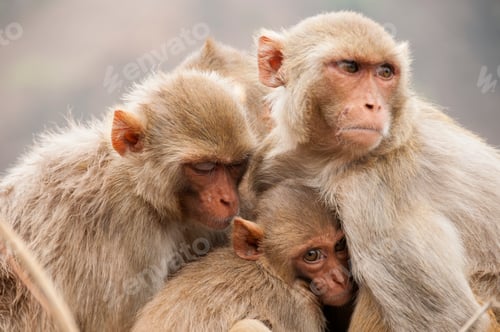 Preview: Monkey family with babies, hugging each other, Red faced macaque, emotional photo.