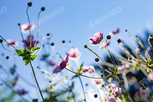 Preview: Delicate pink flowers swaying gently with the blue sky in the background.