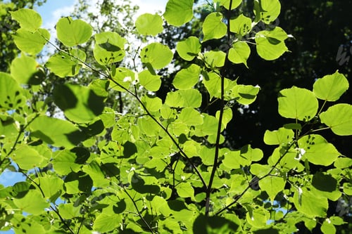 Preview: Beautiful tree with green leaves outdoors, low angle view