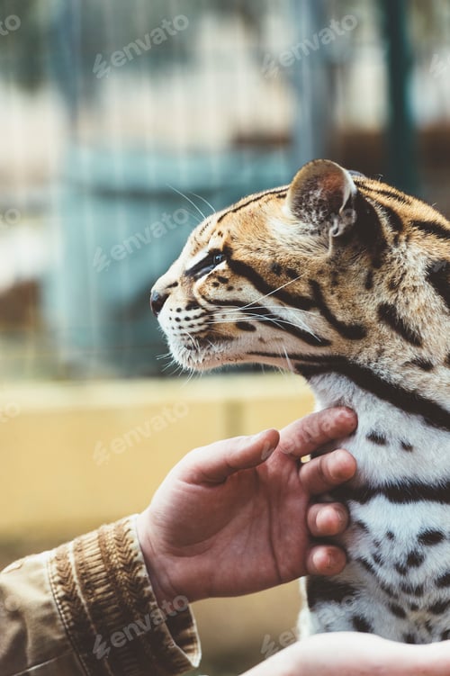 Preview: Hand stroking leopard in the zoo
