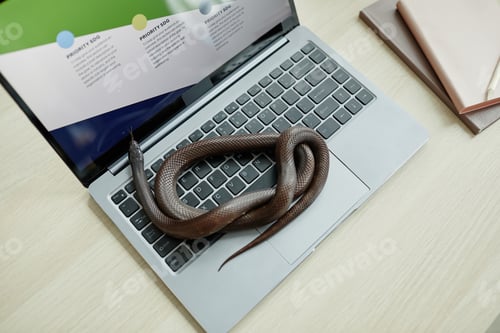 Preview: High angle of twisted rat snake creeping over laptop keyboard