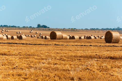 Preview: farm