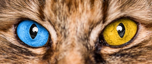 Preview: Cat's eyes are the colors of the flag of Ukraine - blue and yellow