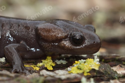 Preview: Closeup on a juvenile Northwestern mole salamander, Ambystoma gracile, sitting on a piece of wood