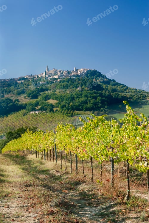 Preview: Europe, Italy, Umbria, Todi, Vineyard with Todi Town in the Background
