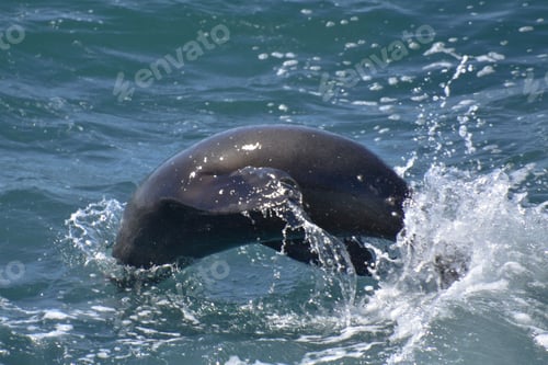 Preview: Solitary dolphin swimming in the ocean, its mouth open