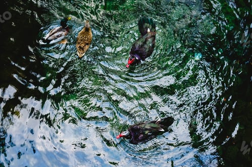 Preview: Transparent water of a stream and a lake in the green forest
