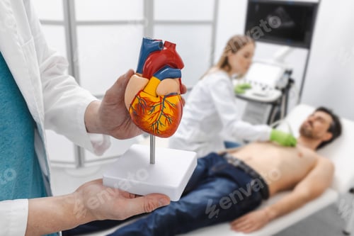 Preview: Heart health check-up with ultrasound and anatomical model of heart. Heart ultrasound exam for