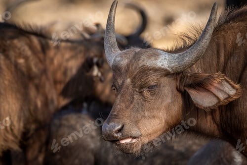 Preview: Side profile of an African Buffalo.