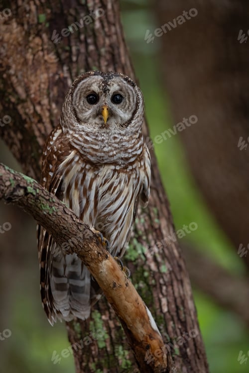 Preview: Barred Owl in tree in Florida