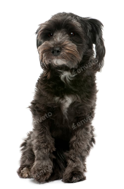 Preview: Mixed-breed, 3 years old, sitting in front of white background
