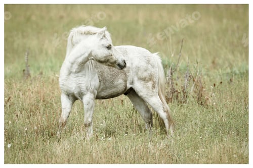 Preview: White horse looks to the side.