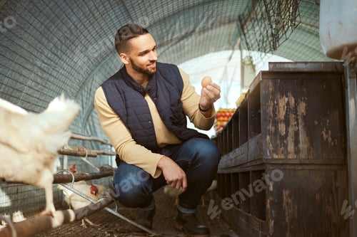 Preview: Chicken egg, farm or man check farming product for quality control, bird produce inspection or harv