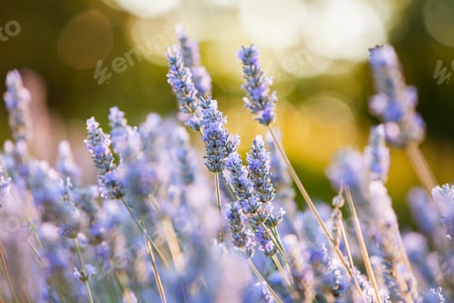 Preview: Purple lavender in the evening sunlight