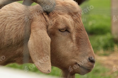 Preview: Brown goat enjoying the warm sunshine on a farm